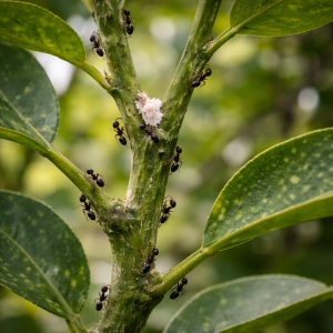Ants trailing along citrus stem indicating presence of sap-sucking pests