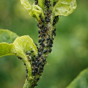Aphids on a citrus tree with curled leaves and sticky residue caused by aphid feeding
