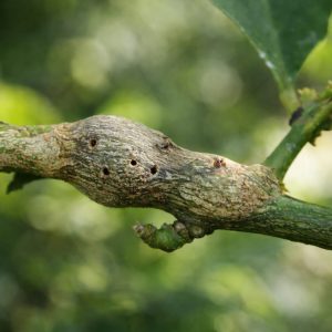 Swollen stem on citrus tree caused by citrus gall wasp infestation