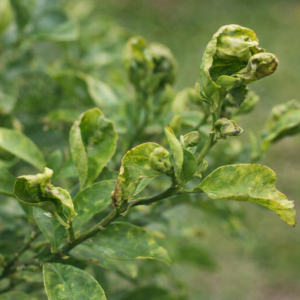 Citrus leaves curling and twisting due to environmental stress