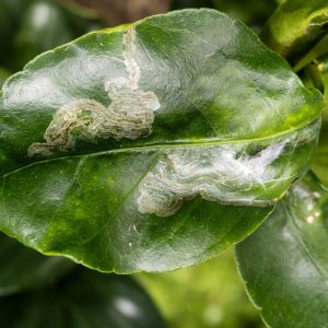 Citrus leaf miner damage showing silvery winding tunnels across a green lemon leaf