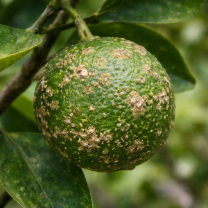 Raised corky lesions on citrus fruit caused by citrus scab disease