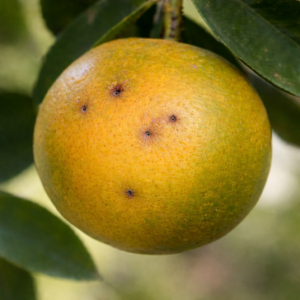 Citrus fruit with soft brown patch and entry sting from fruit fly infestation