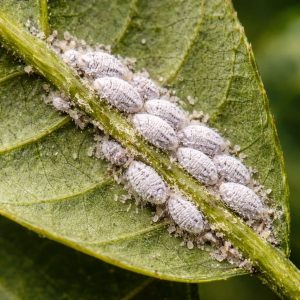 Mealy bugs clustered on citrus leaf
