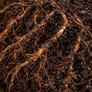 squishy brown roots rotten from root rot