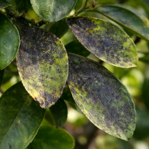 Black sooty mould covering citrus leaves caused by honeydew from pests
