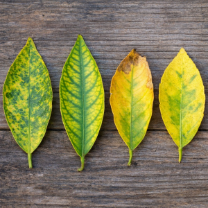 Example of citrus leaves turning yellow from nutrient deficiencies